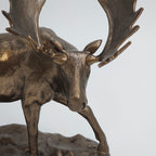 Alaskan Moose